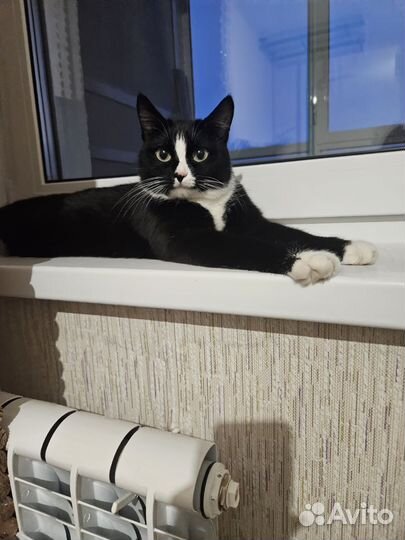 Кошечка в добрые руки