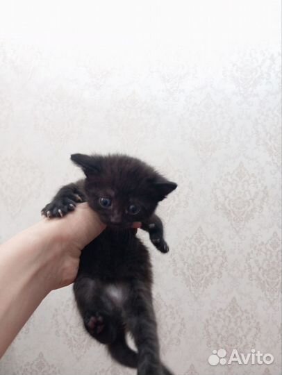 Отдаем котят в добрые руки