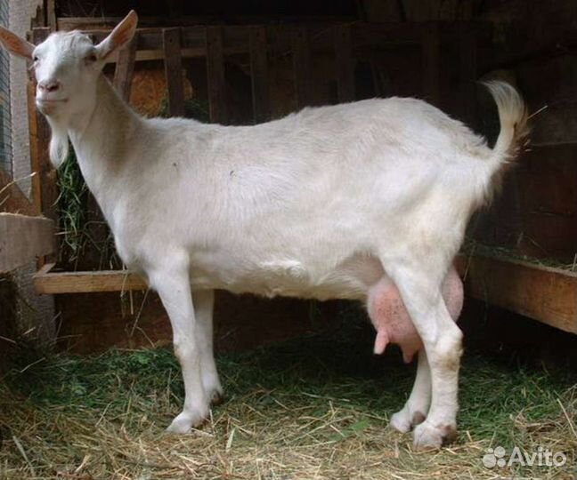Зааненская дойная коза