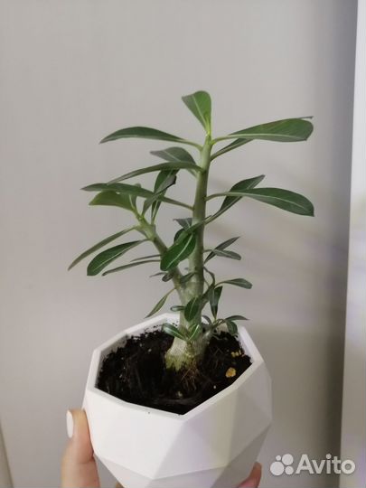 Адениум взрослый