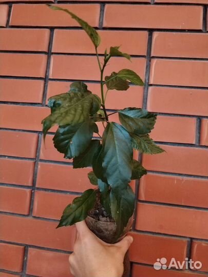 Гибискус китайская роза