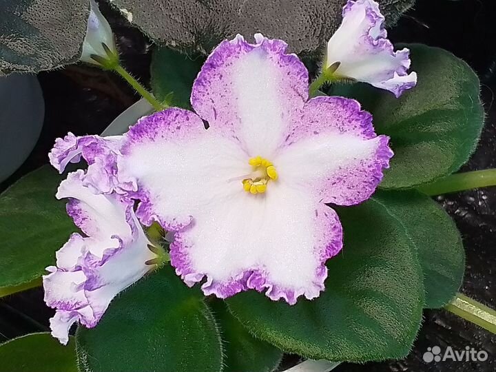 Сортовые фиалки