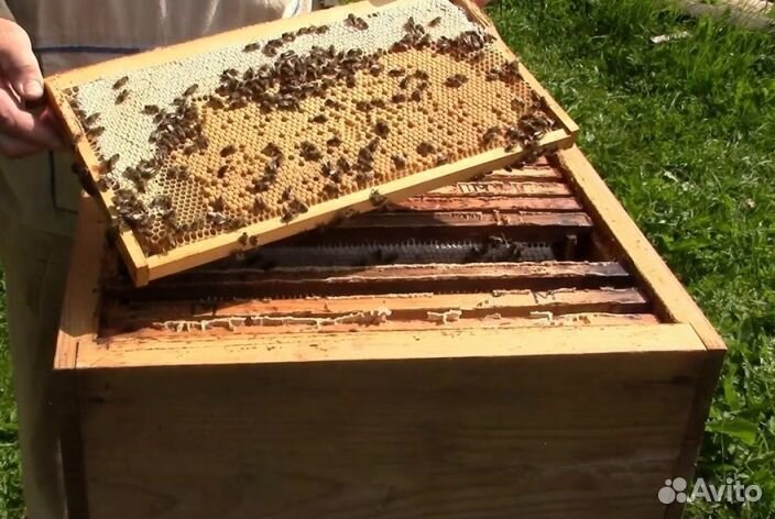 2023 года Мёд из Алтая оптом