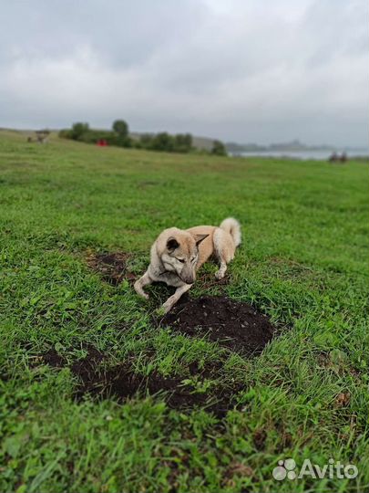 Кобель для вязки Зпс Лайка