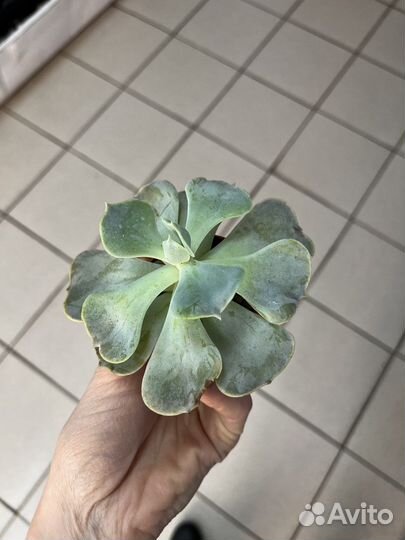 Суккуленты