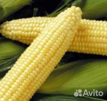 Семена кукурузы Карамелла