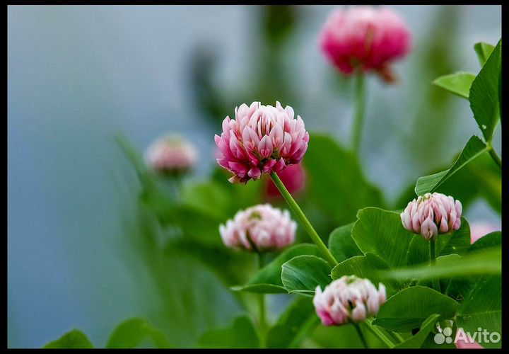 Семена Клевера Розового Гибридного опт