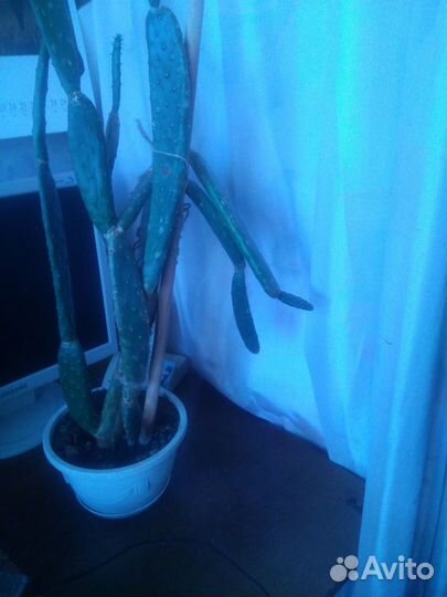 Кактус Опунция (съедобные плоды)