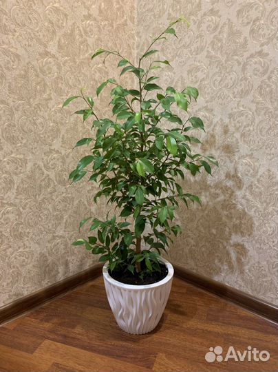 Фикус бенджамина