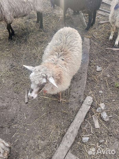 Овцы бараны ягнята