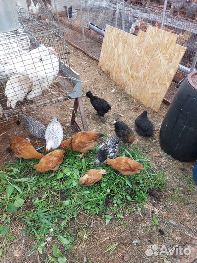 Птенцы породных кур