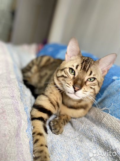 Бенгальский зеленоглазый красавец на вязку