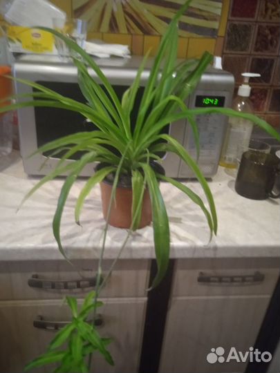 Алое, Хлорофитум, Решки