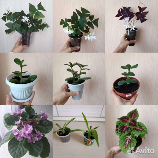 Кислица-бабочки зелёные