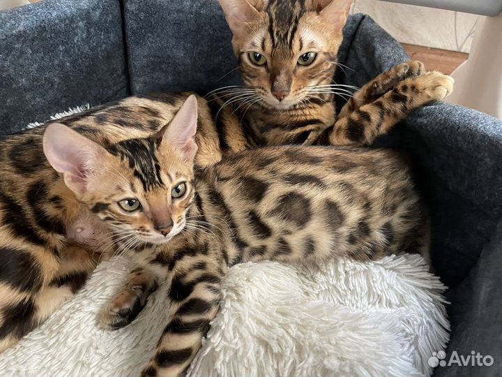 Бенгальская кошка