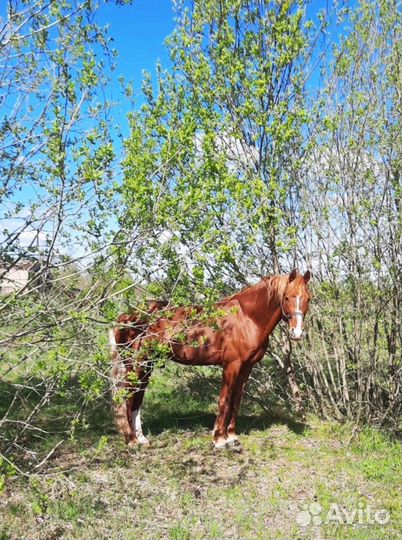 Жеребец орловский рысак