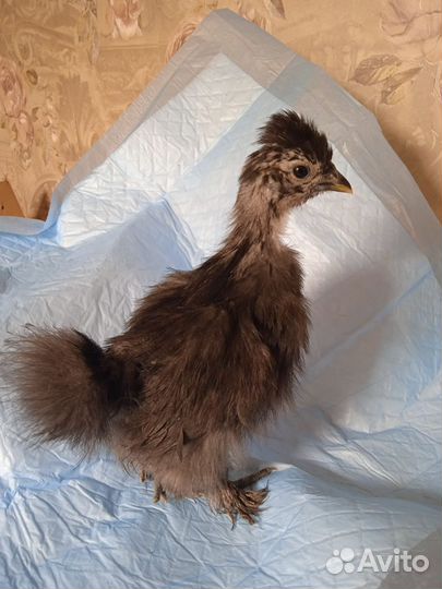 Куры молодки