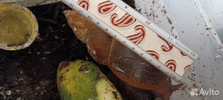 Улитка ахатина