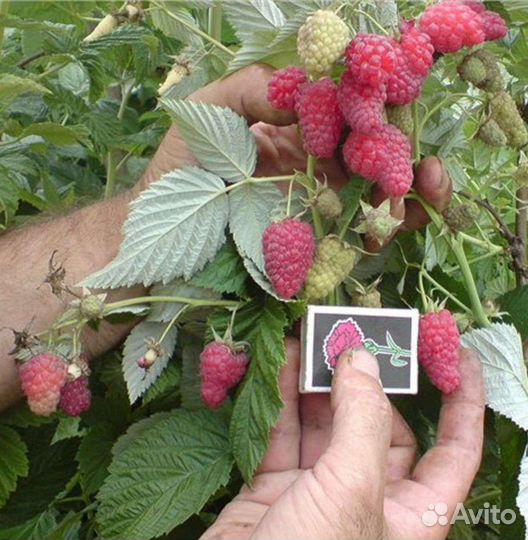 Малиновое дерево Таруса