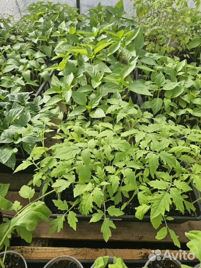 Рассада перца,баклажан,помидор