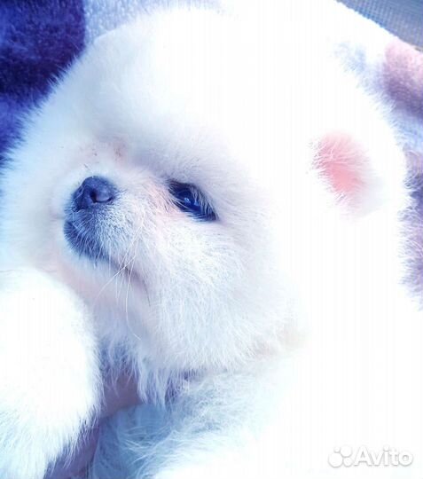 Померанский шпиц