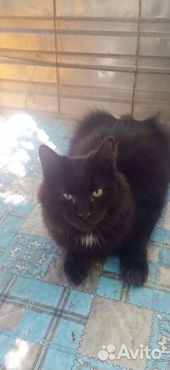 Котята мышеловы