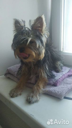 Стрижка собак экспресс-линька / груминг