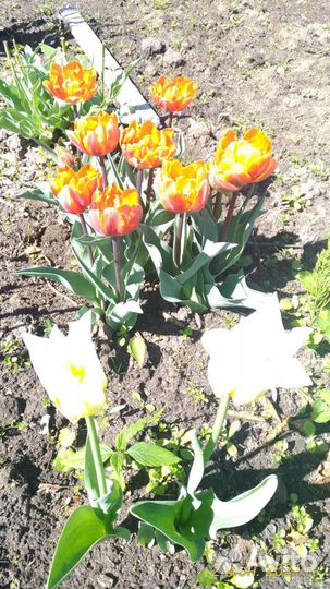 Тюльпаны и другие