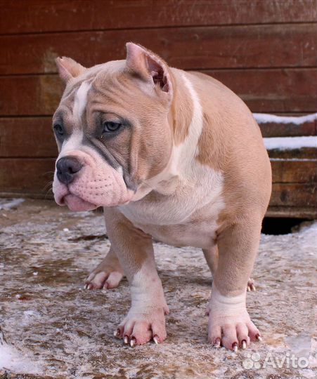 Щенок на прогулке. Американский булли