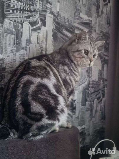 Вязка за котенка