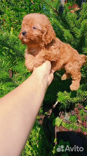 Малыши Мальтипу