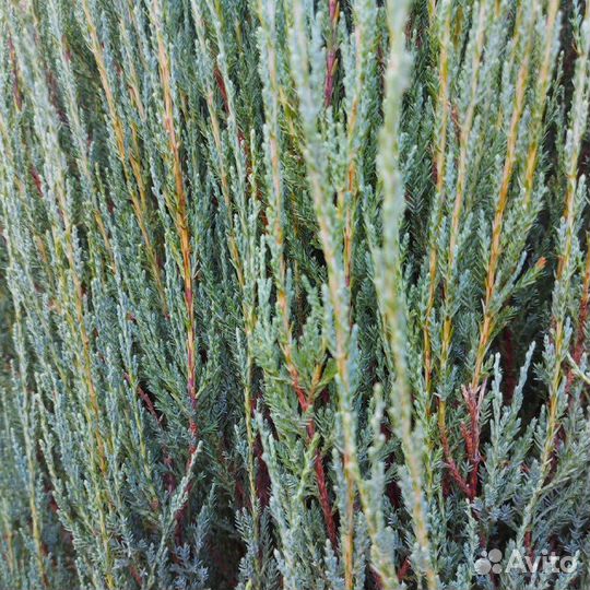 Скальные голубые можжевельники Блю Эрроу, Мунглоу