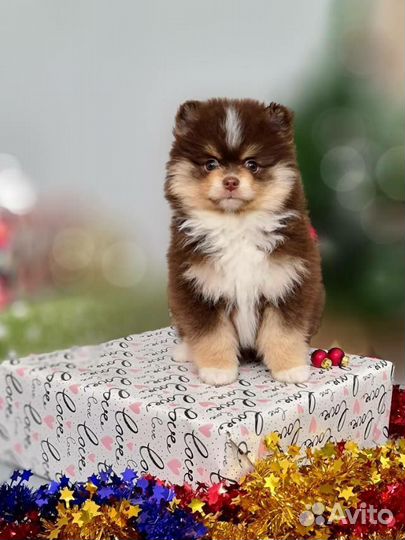 Фотографирую животных (фотограф- анималист)