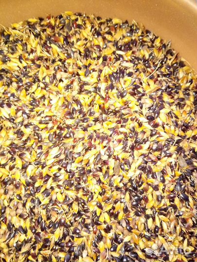 Семена суданской травы