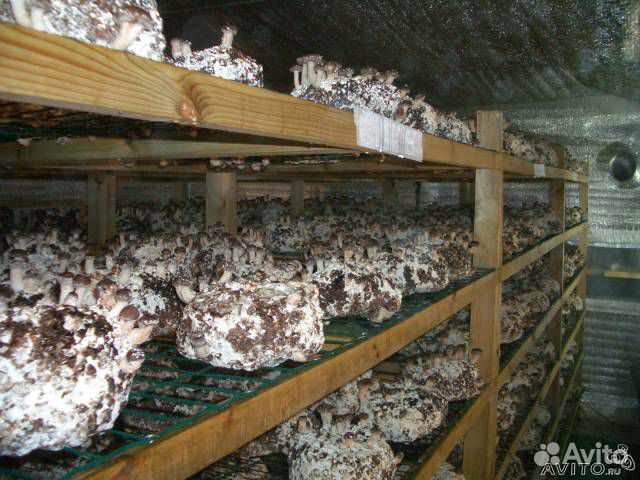 Организация грибных ферм, обучение грибоводству