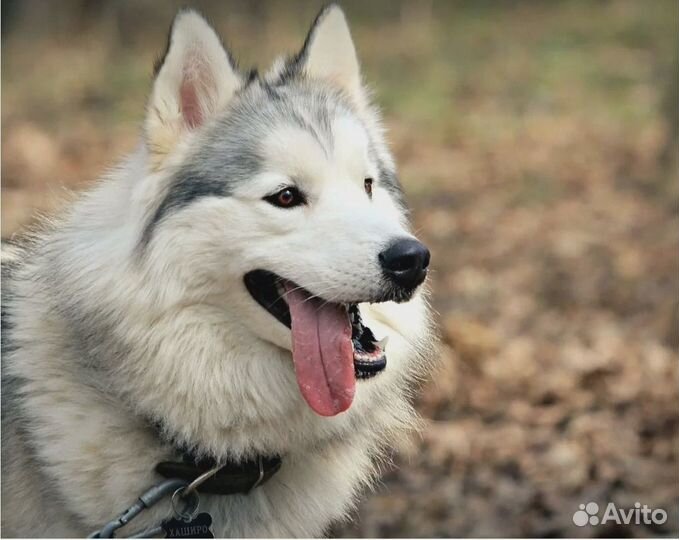 Собака Хаски девочка