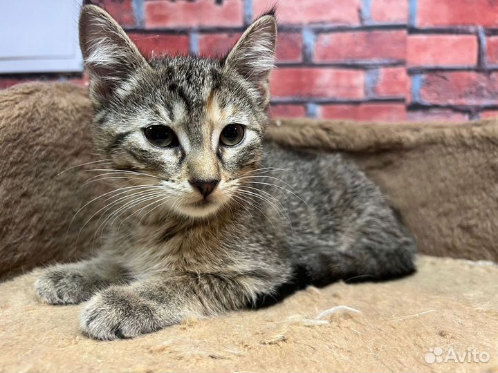 Котенок девочка Мия 2,5 мес