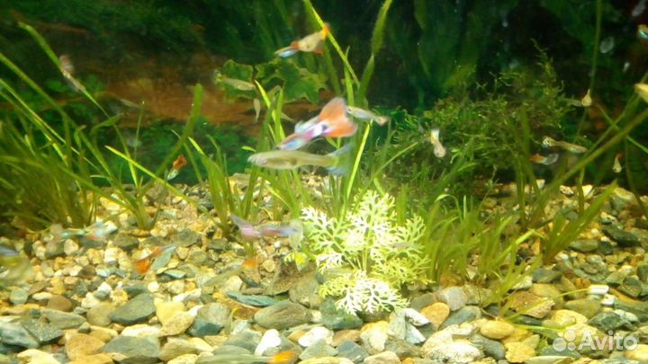 Гуппи вуалевые, Эндлера