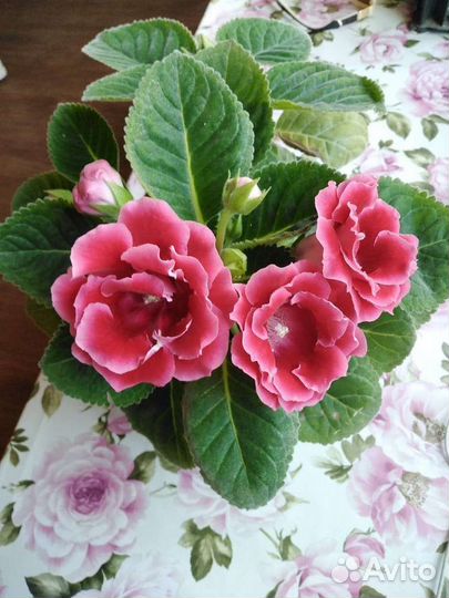 Глоксиния цветущая