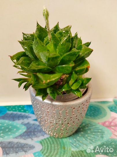 Суккуленты в керамических горшочках