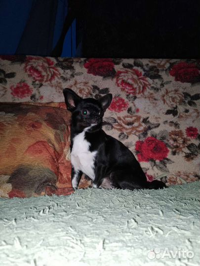 Чихуахуа девочка пророщенная