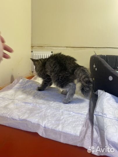 Котёнок 1,5 месяца