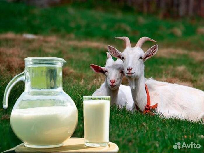 Козье и коровье молоко