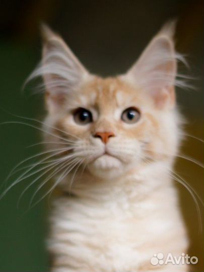 Maine-coon котята гиганты девочки (питомник)