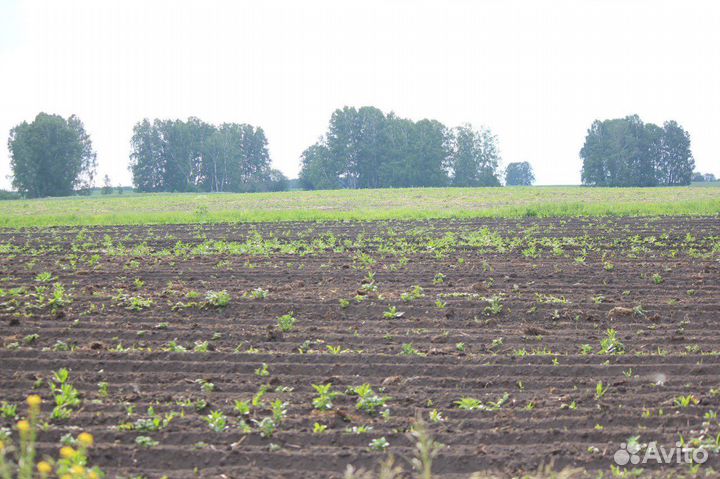 Прудовое хозяйство