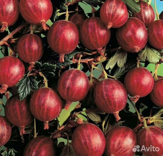 Алыча крупная