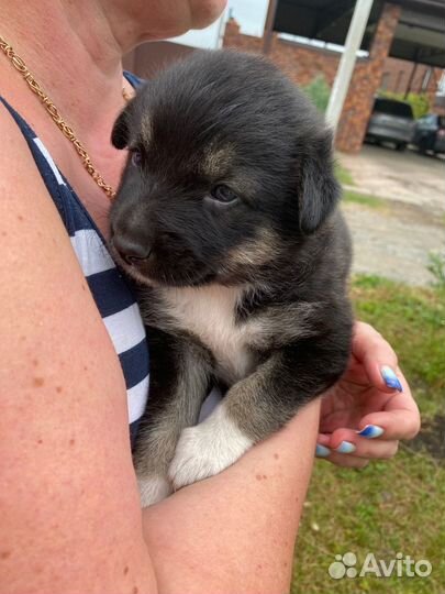 Малыш в добрые руки