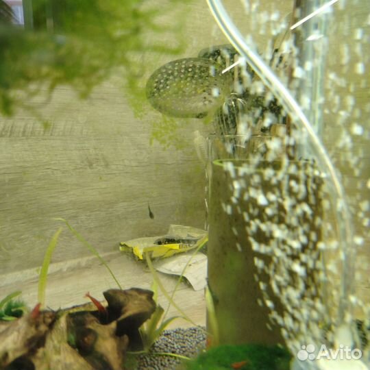 Отдам бесплатно сомиков анциструсов