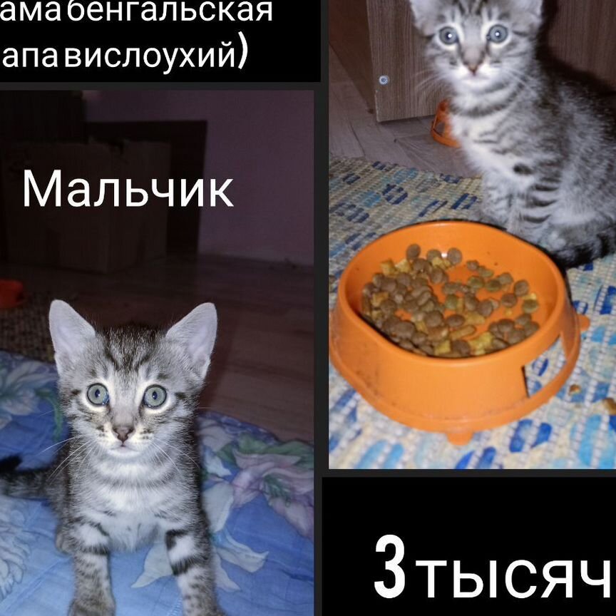 Бенгальские котята