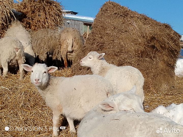 Продаю кроссов Дорпер